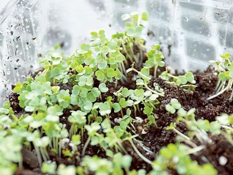 便攜式植物營養(yǎng)測定儀有什么用？