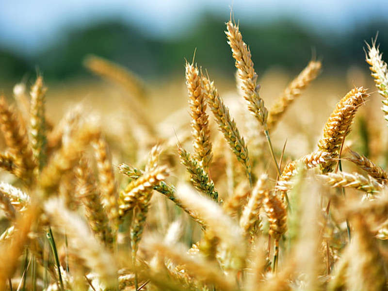 真菌毒素快速檢測(cè)儀不受外界溫濕度影響