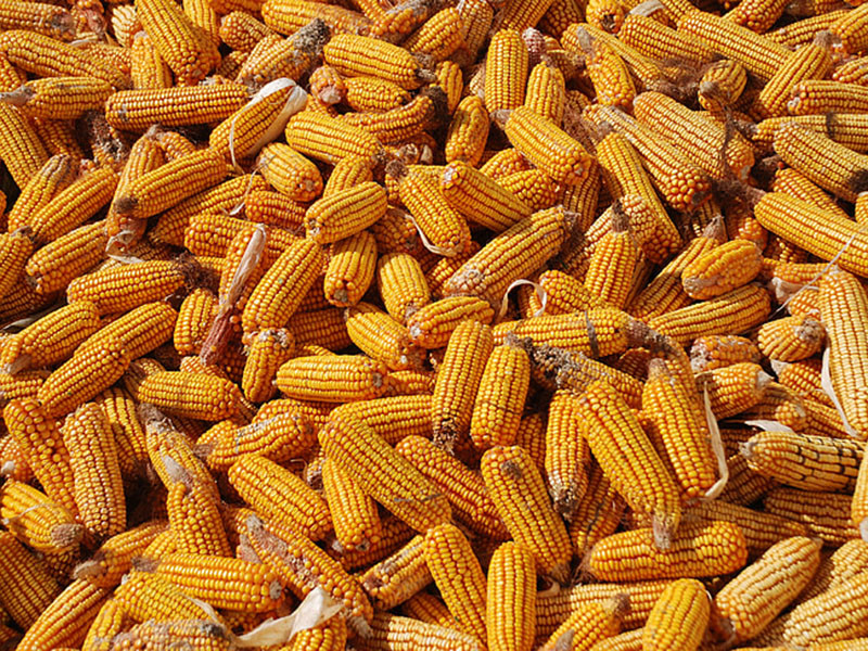 真菌毒素快速檢測儀測定糧食是否安全!