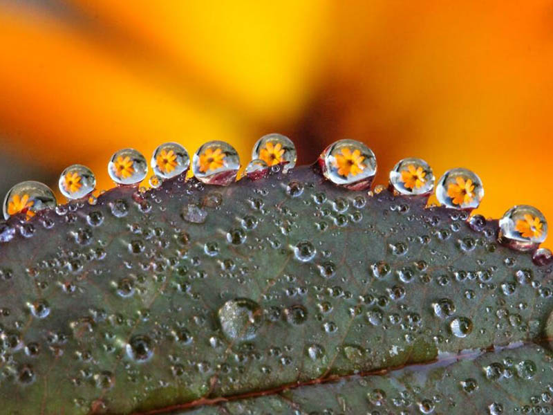 水質(zhì)生物毒性檢測標準(