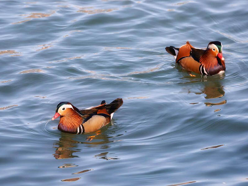水產(chǎn)養(yǎng)殖水質(zhì)檢測主要指標