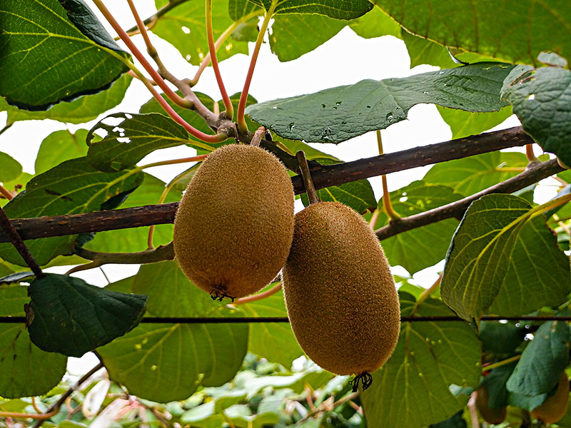 獼猴桃生長期間，補鈣是關鍵