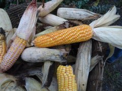 真菌毒素快速檢測(cè)儀快速、準(zhǔn)確定量檢測(cè)